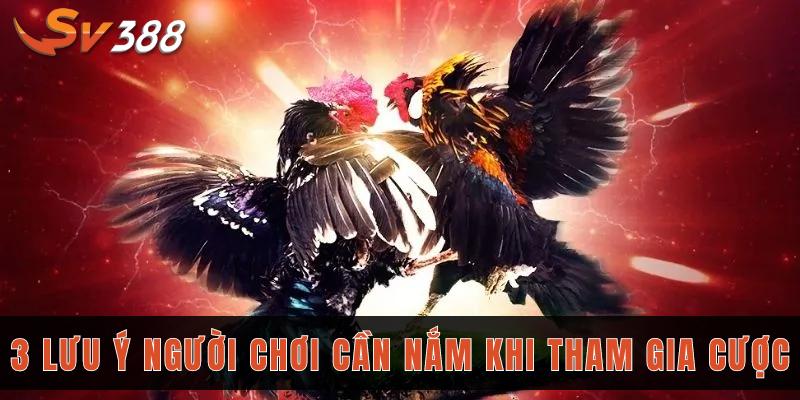 Bỏ túi 3 bí kíp đá gà tre SV388, đảm bảo chơi là thắng 2 3 lưu ý người chơi cần nắm khi tham gia cược