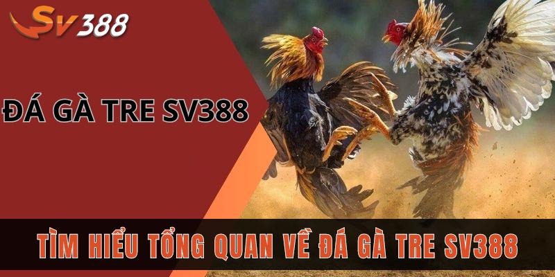 Bỏ túi 3 bí kíp đá gà tre SV388, đảm bảo chơi là thắng 1 Tìm hiểu tổng quan về đá gà tre SV388